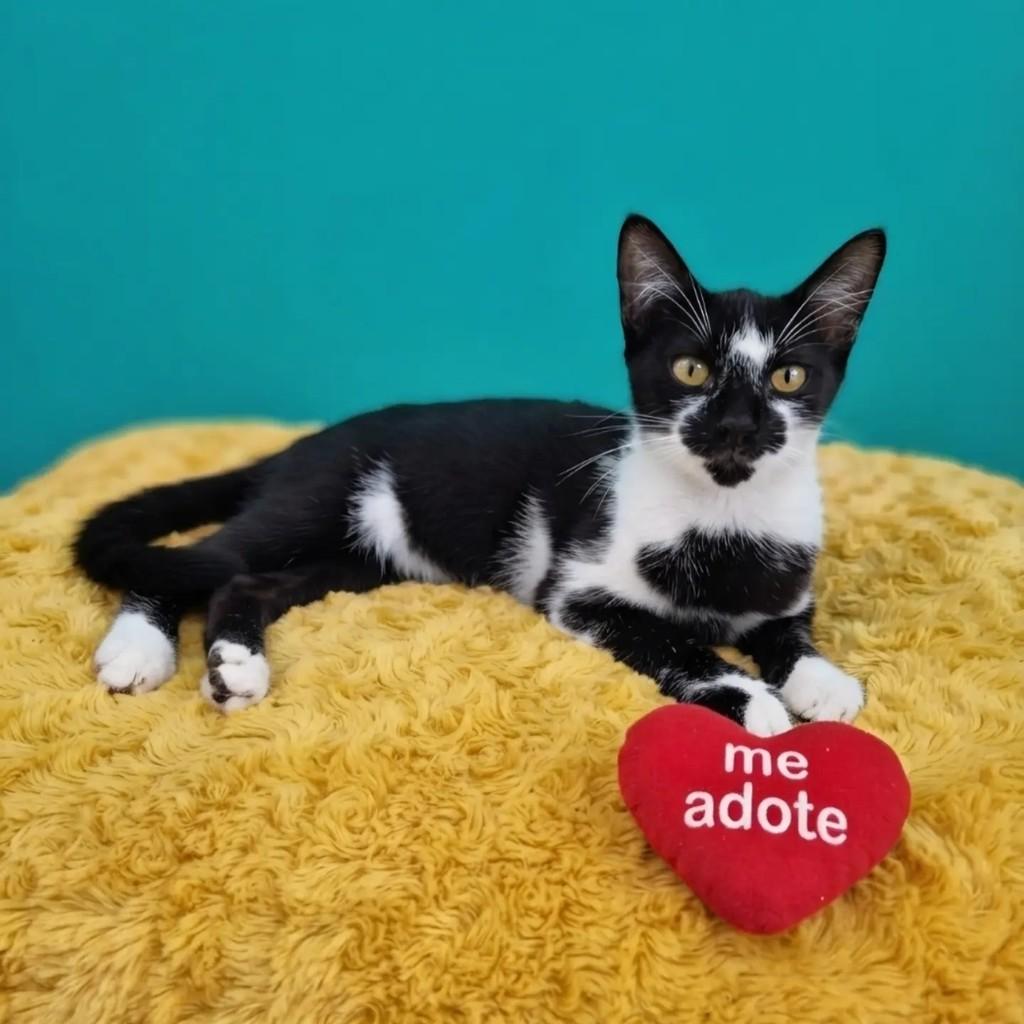 Gugu, gato de porte pequeno para adoção em Rio de Janeiro - RJ