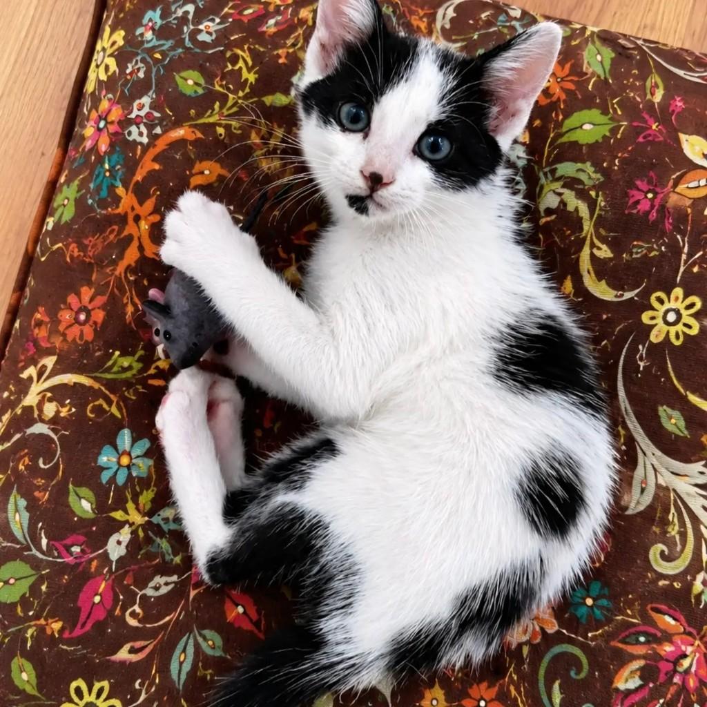 Tontom, gato de porte pequeno para adoção em Rio de Janeiro - RJ