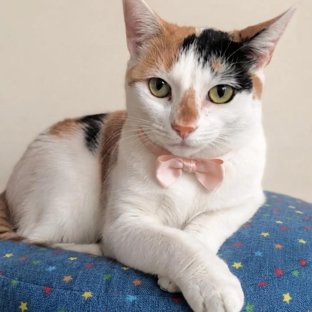 Molly, gata de porte médio para adoção em Rio de Janeiro - RJ