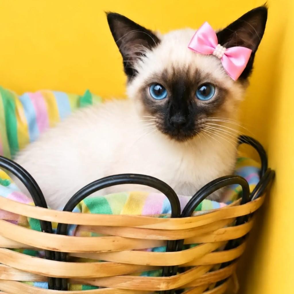 Aine, gato de porte pequeno para adoção em Rio de Janeiro - RJ