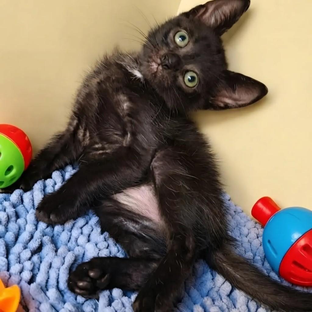 Paco, gato de porte pequeno para adoção em Rio de Janeiro - RJ
