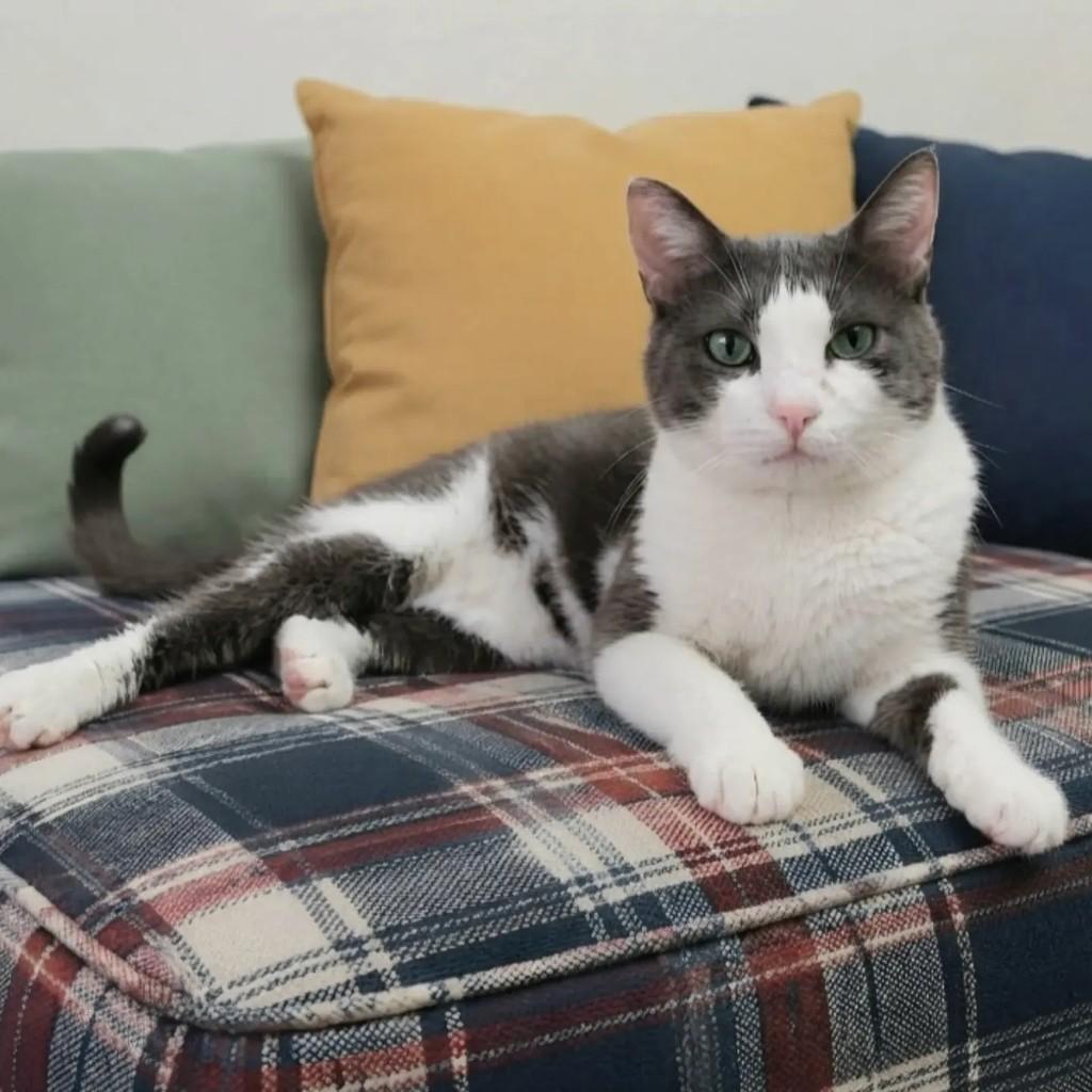 Nicolau, gato de porte médio para adoção em Rio de Janeiro - RJ