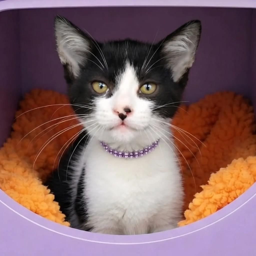 Inaê, gata de porte pequeno para adoção em Rio de Janeiro - RJ