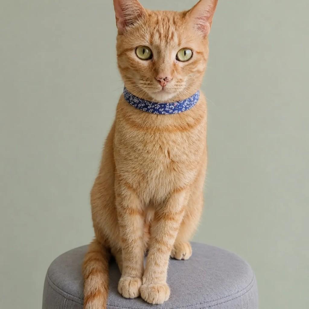 Grey, gato de porte médio para adoção em Rio de Janeiro - RJ