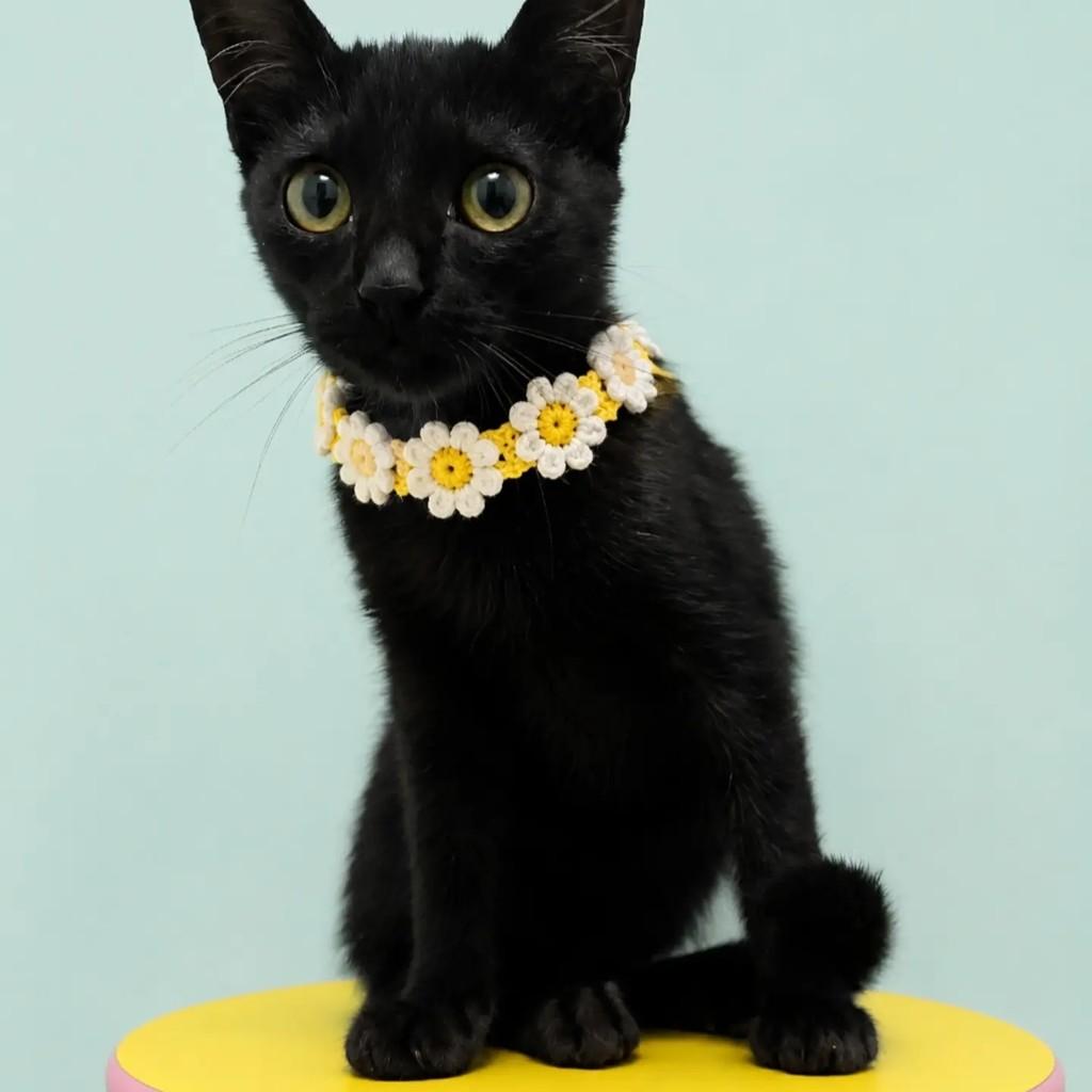 Chiquita, gato de porte pequeno para adoção em Rio de Janeiro - RJ