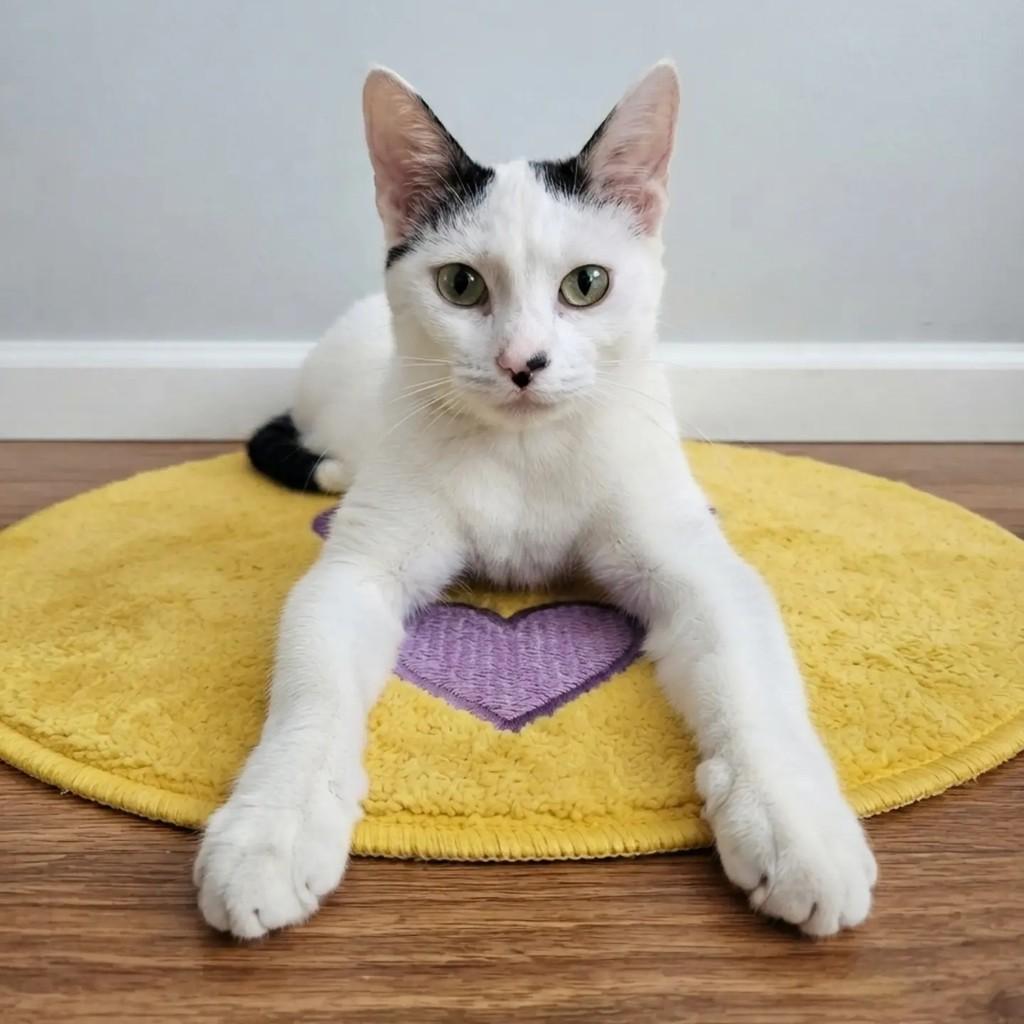 Sofia, gato de porte pequeno para adoção em Rio de Janeiro - RJ
