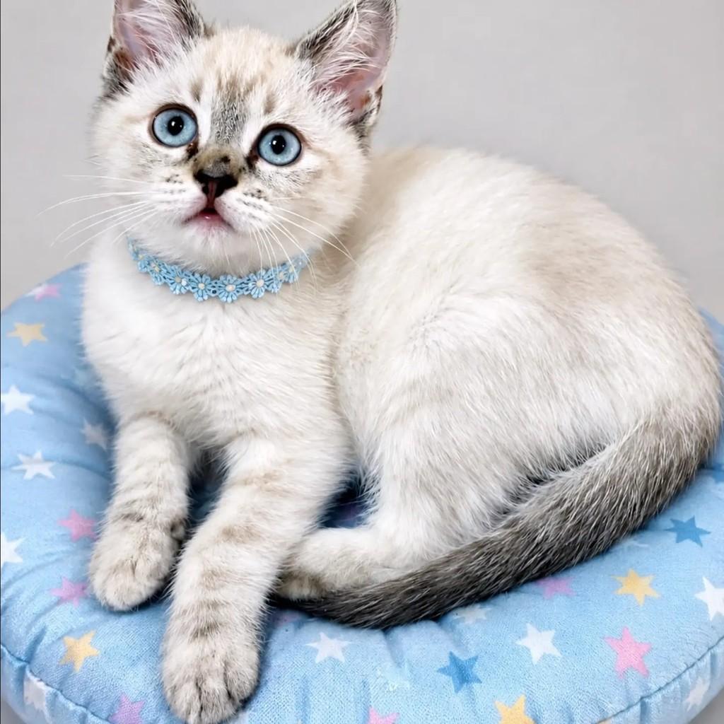 Leona, gato de porte pequeno para adoção em Rio de Janeiro - RJ