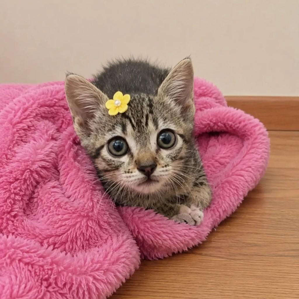 Valentina, gata de porte pequeno para adoção em Rio de Janeiro - RJ