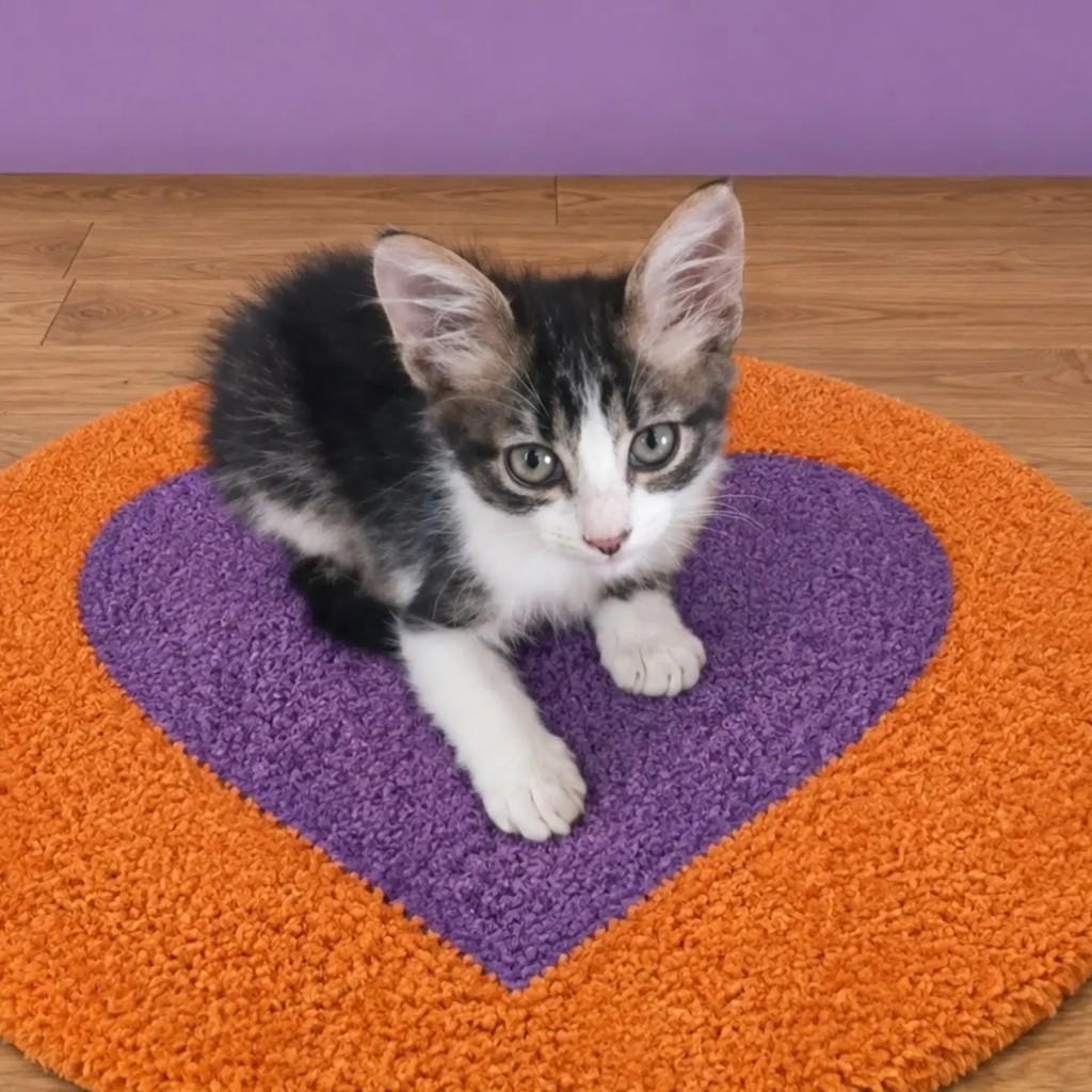 Taty, gato de porte pequeno para adoção em Rio de Janeiro - RJ