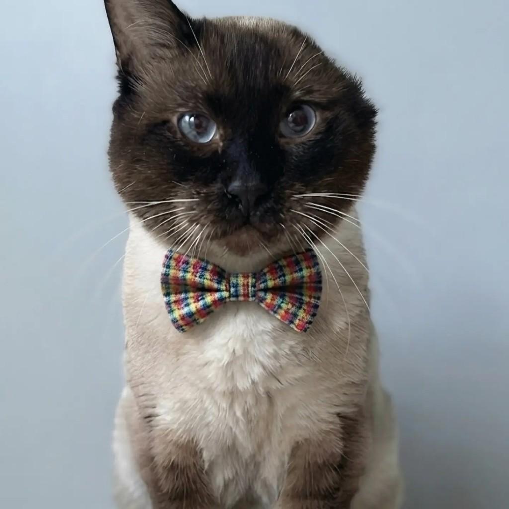 Hórus, gato de porte médio para adoção em Rio de Janeiro - RJ