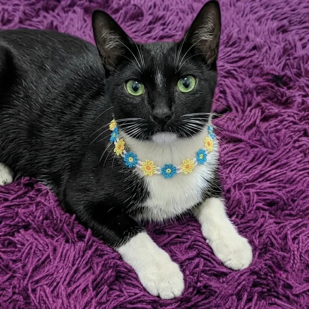 Pipoca, gato de porte médio para adoção em Rio de Janeiro - RJ