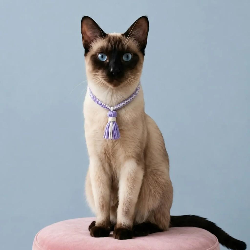 Astrid, gata de porte pequeno para adoção em Rio de Janeiro - RJ