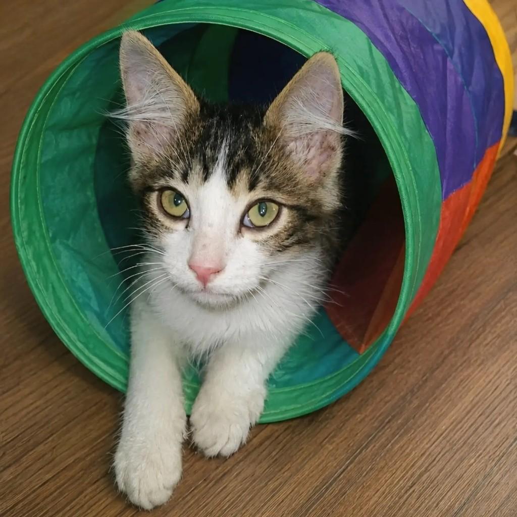 Tedy, gato de porte pequeno para adoção em Rio de Janeiro - RJ — foto 4 de 6