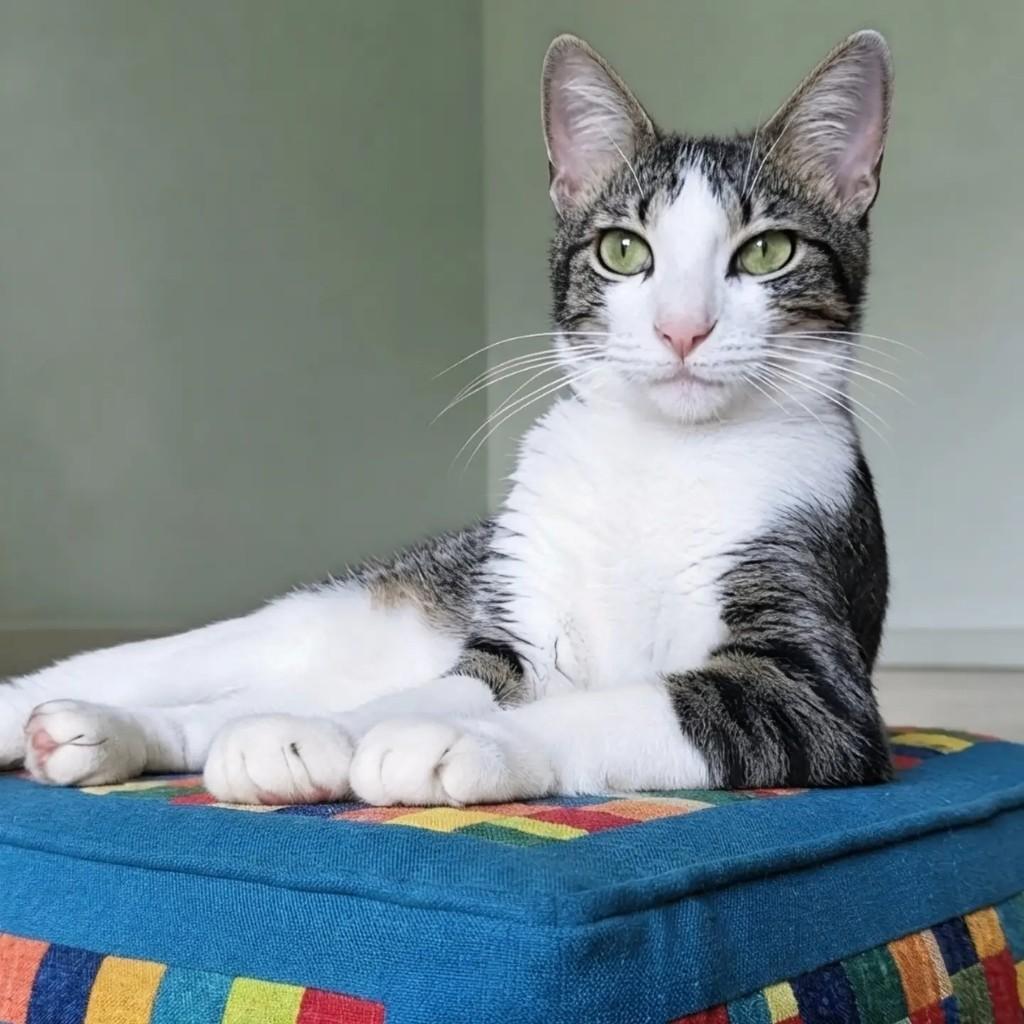 Salim, gato de porte médio para adoção em Rio de Janeiro - RJ
