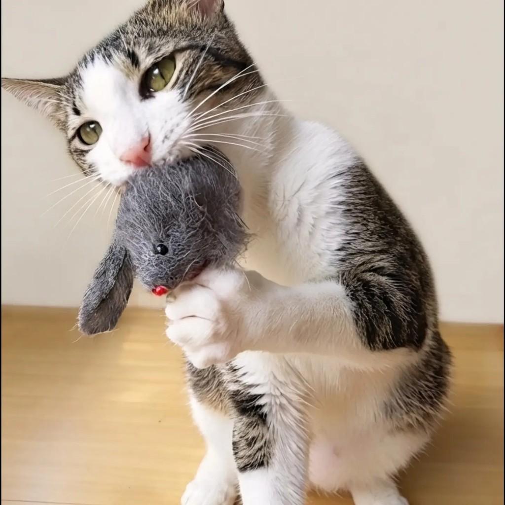 Salim, gato de porte médio para adoção em Rio de Janeiro - RJ — foto 2 de 11