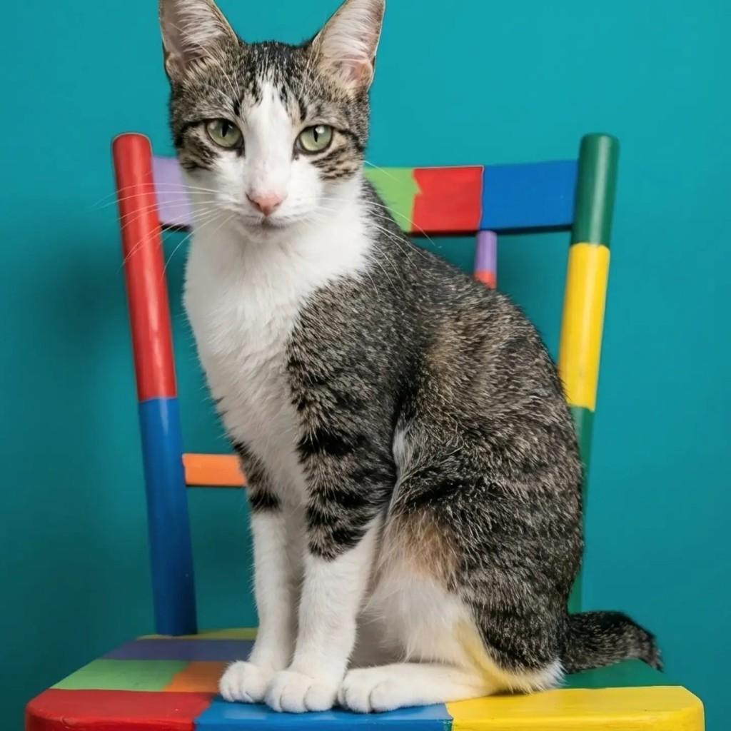 Salim, gato de porte médio para adoção em Rio de Janeiro - RJ — foto 3 de 11
