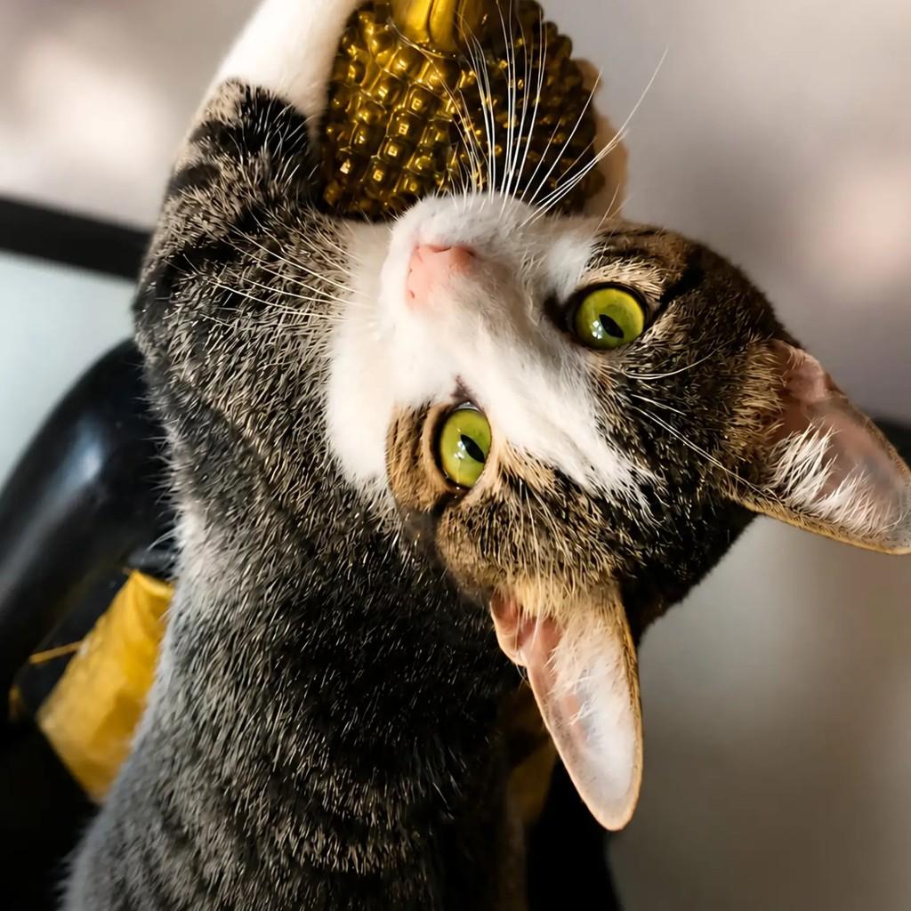 Salim, gato de porte médio para adoção em Rio de Janeiro - RJ — foto 5 de 11
