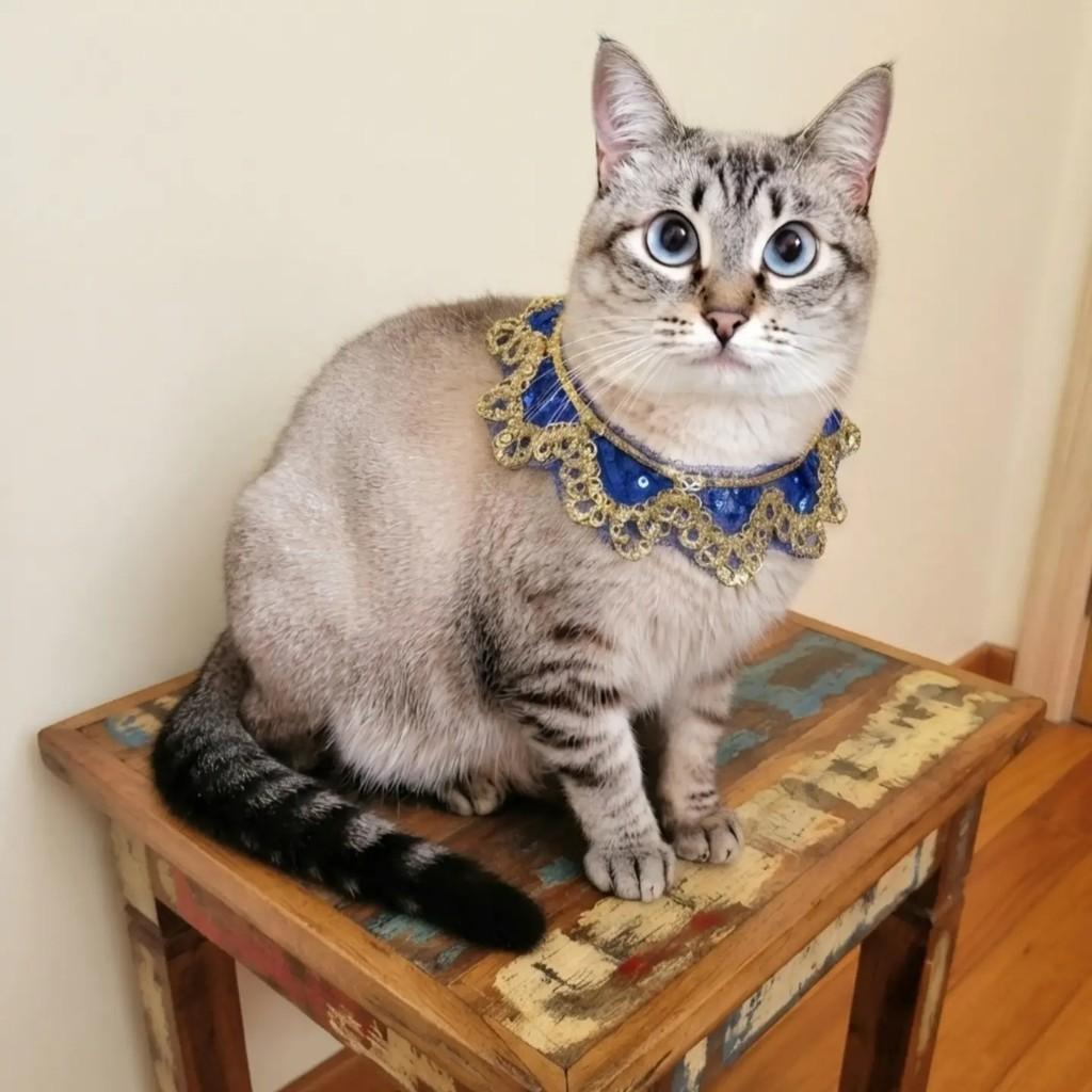 Milena, gata de porte pequeno para adoção em Rio de Janeiro - RJ
