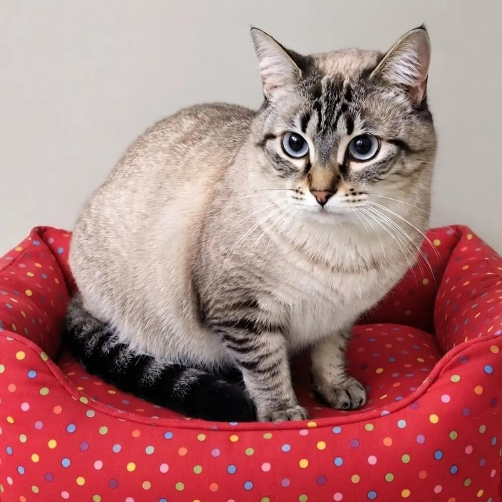 Milena, gata de porte pequeno para adoção em Rio de Janeiro - RJ — foto 3 de 8