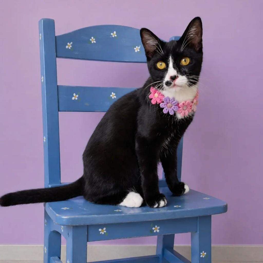 Karina, gato de porte pequeno para adoção em Rio de Janeiro - RJ
