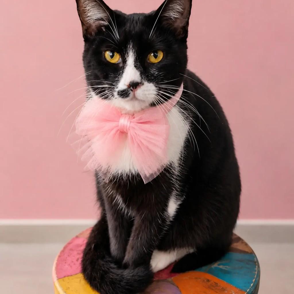 Karina, gato de porte pequeno para adoção em Rio de Janeiro - RJ — foto 3 de 8