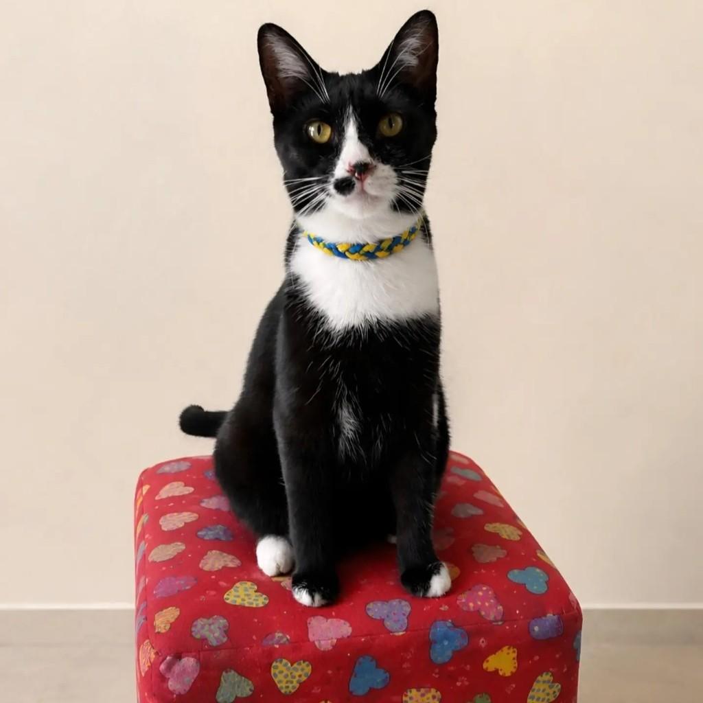 Karina, gato de porte pequeno para adoção em Rio de Janeiro - RJ — foto 5 de 8