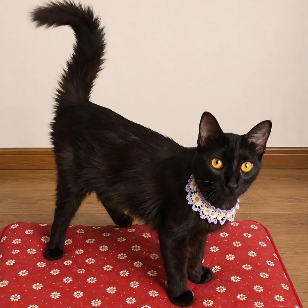 Kiraz, gata de porte pequeno para adoção em Rio de Janeiro - RJ — foto 2 de 9
