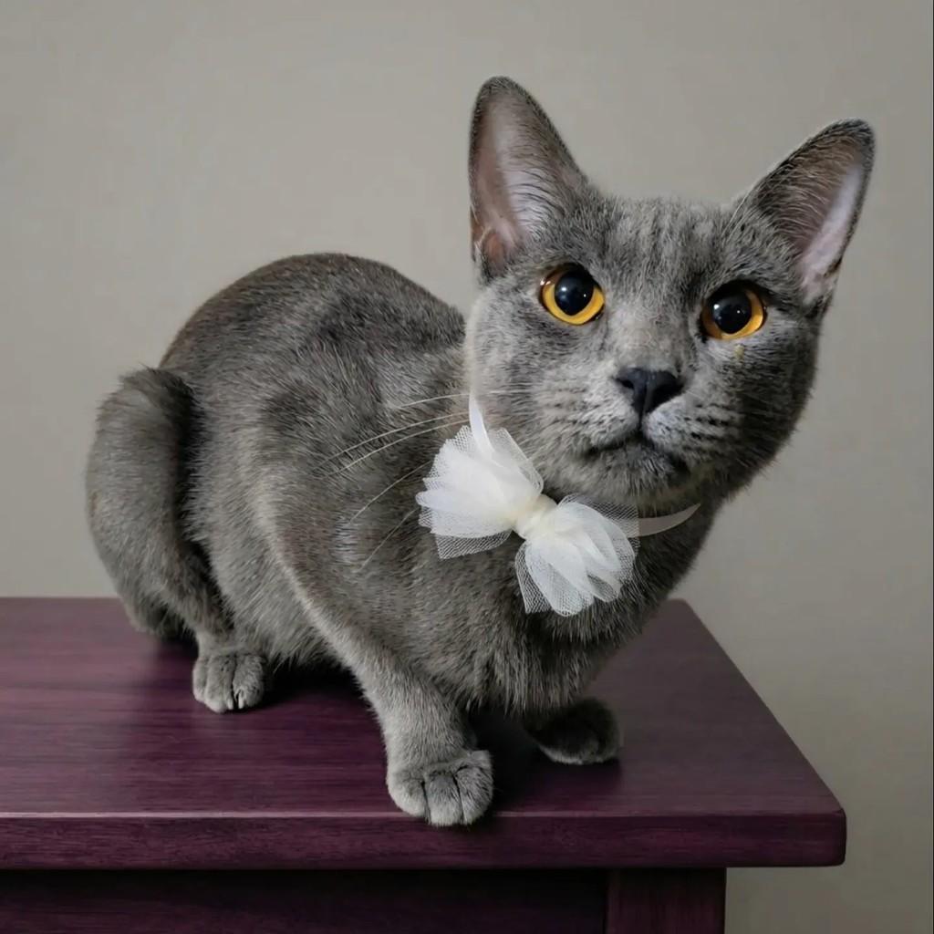 Violeta, gata de porte pequeno para adoção em Rio de Janeiro - RJ