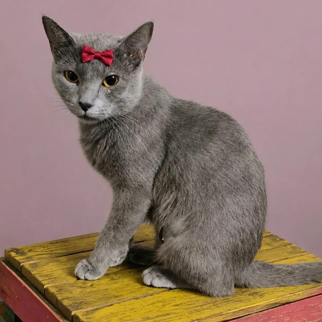 Violeta, gata de porte pequeno para adoção em Rio de Janeiro - RJ — foto 2 de 8