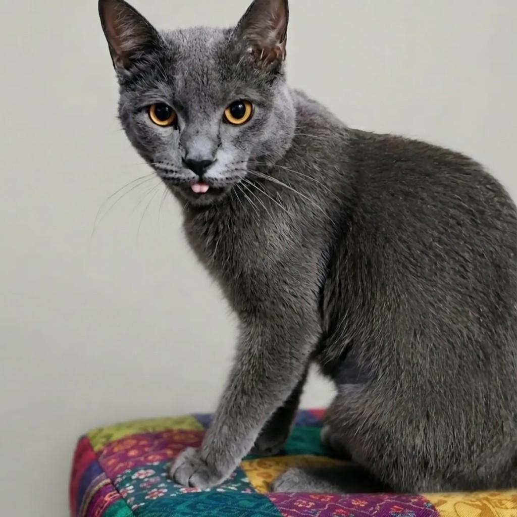 Violeta, gata de porte pequeno para adoção em Rio de Janeiro - RJ — foto 5 de 8