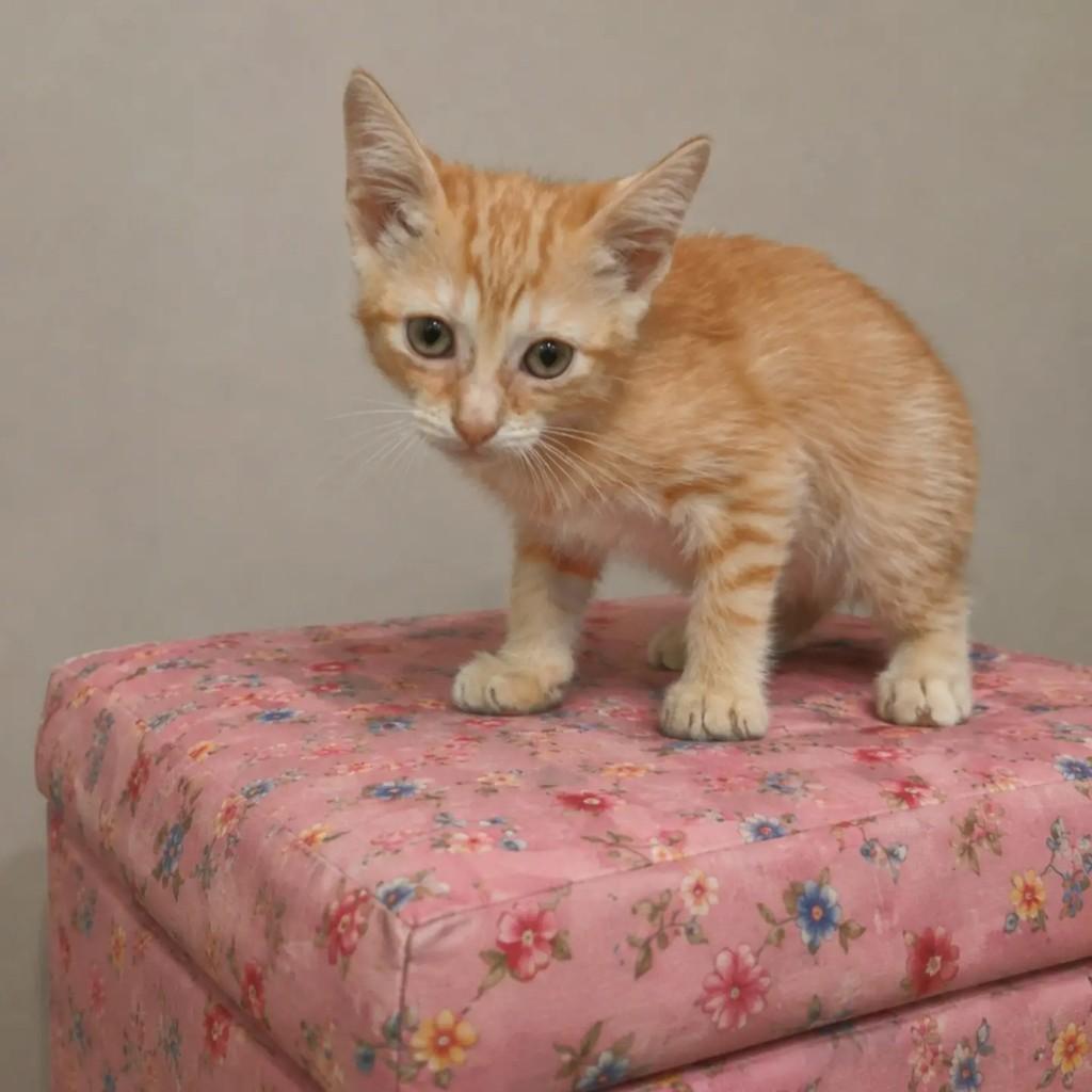 Ayla, gato de porte pequeno para adoção em Rio de Janeiro - RJ — foto 4 de 7