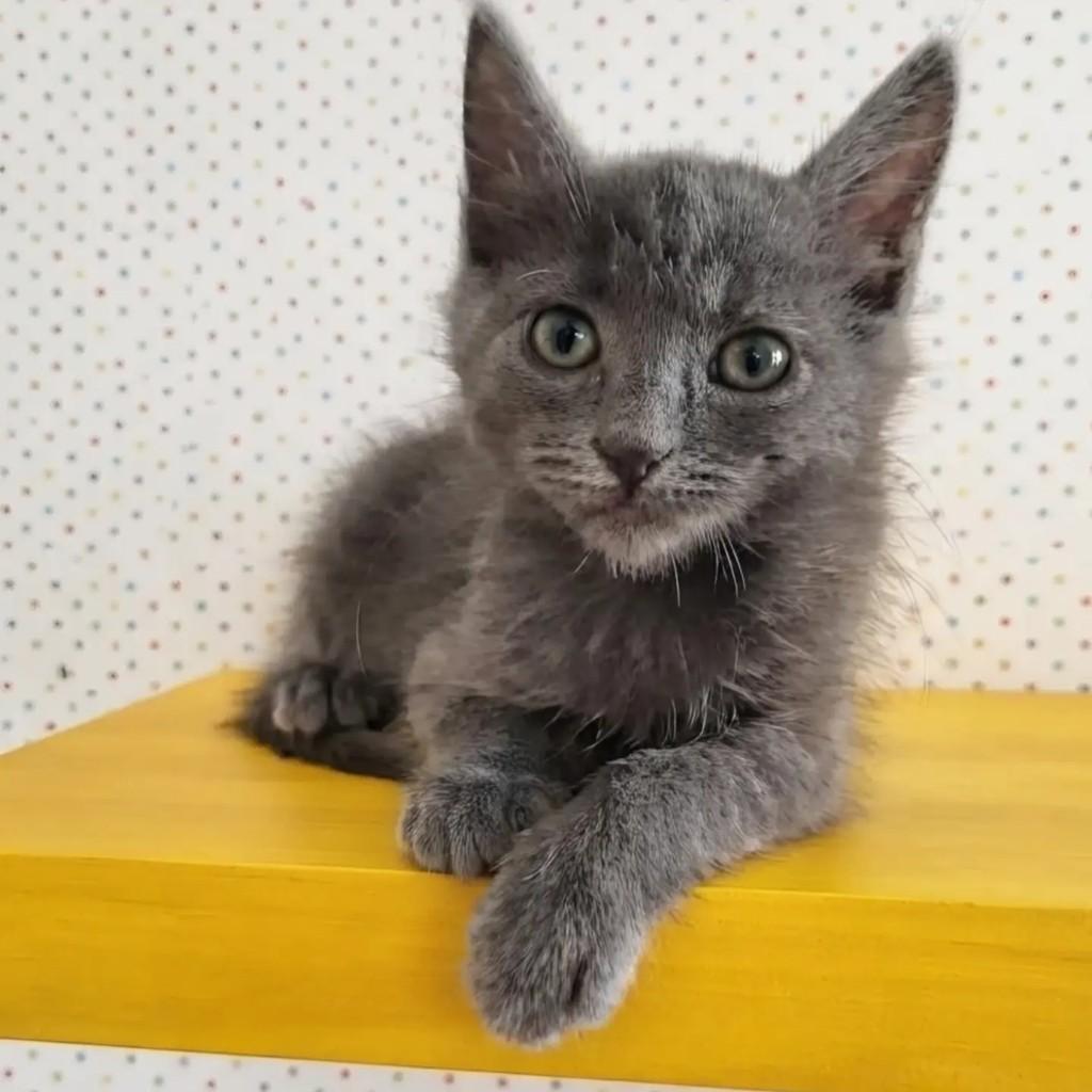 Gael, gato de porte pequeno para adoção em Rio de Janeiro - RJ