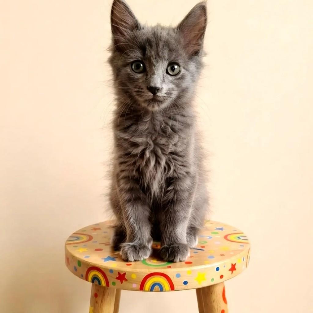Gael, gato de porte pequeno para adoção em Rio de Janeiro - RJ — foto 3 de 11