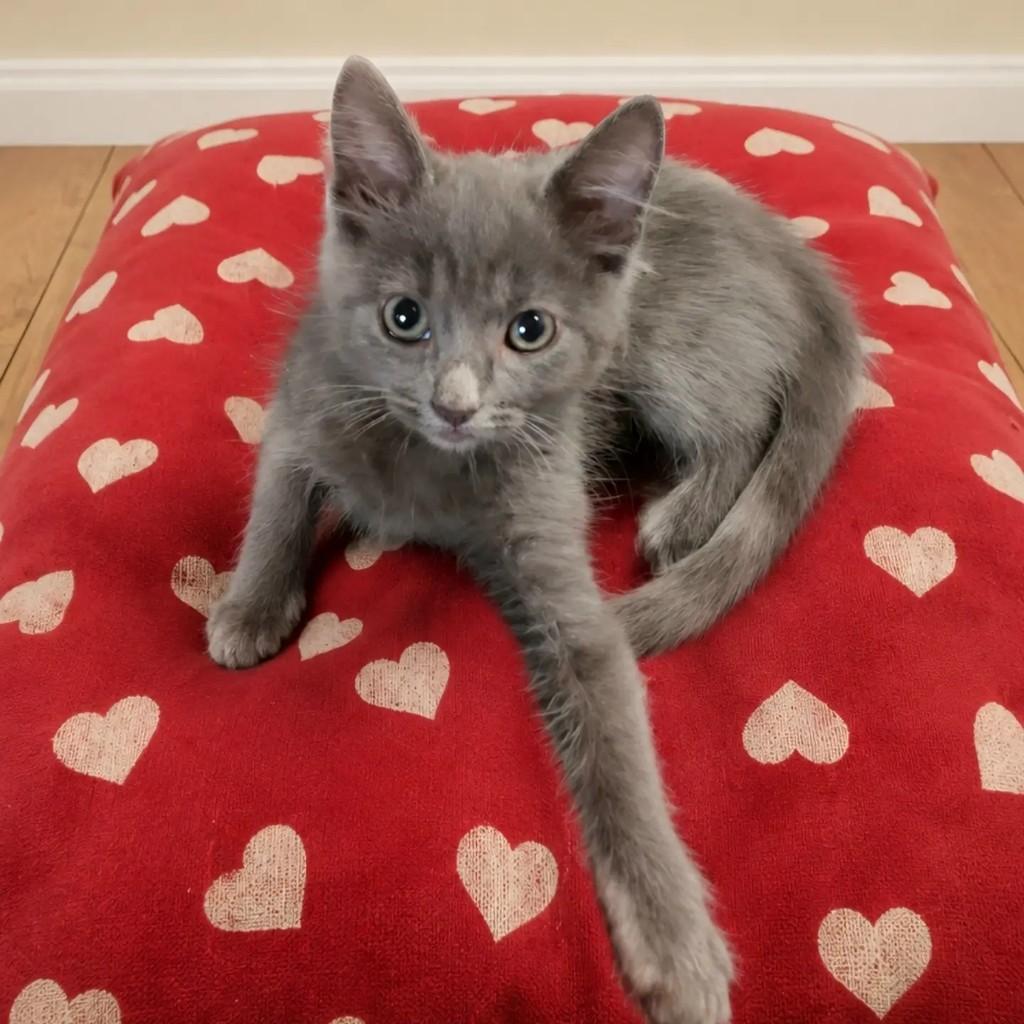 Gael, gato de porte pequeno para adoção em Rio de Janeiro - RJ — foto 4 de 11