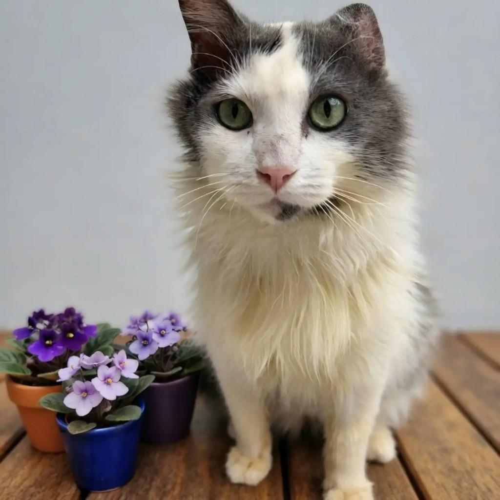 Magoo, gato de porte médio para adoção em Rio de Janeiro - RJ