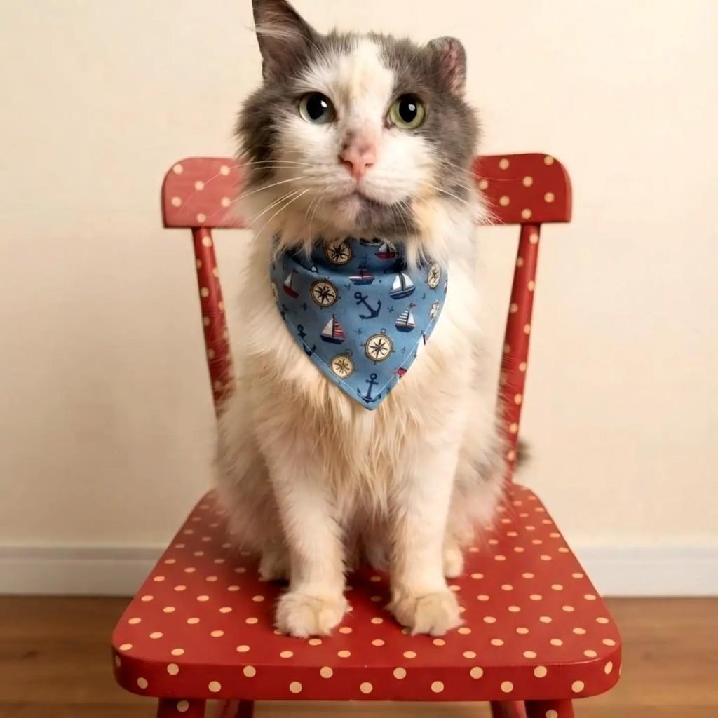 Magoo, gato de porte médio para adoção em Rio de Janeiro - RJ — foto 2 de 7