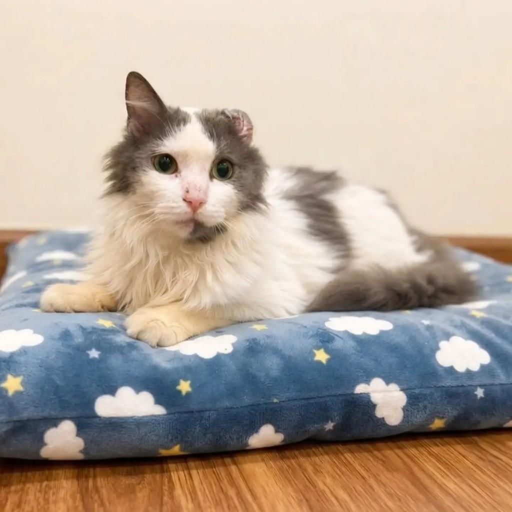 Magoo, gato de porte médio para adoção em Rio de Janeiro - RJ — foto 3 de 7