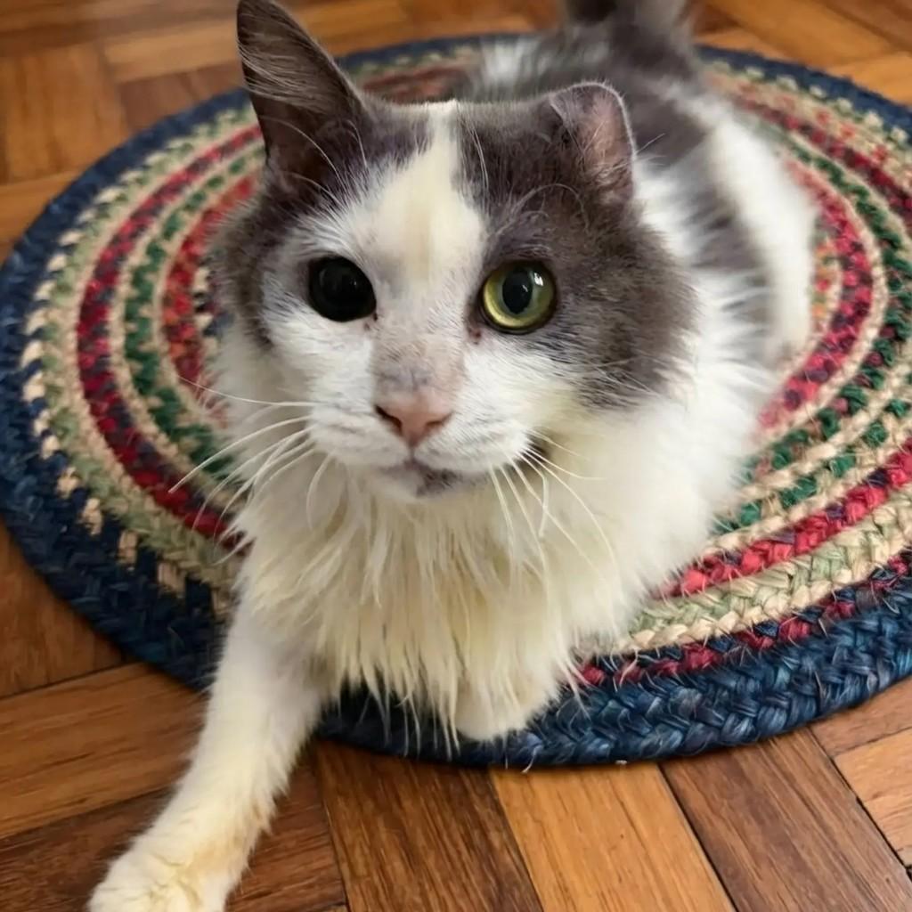 Magoo, gato de porte médio para adoção em Rio de Janeiro - RJ — foto 4 de 7