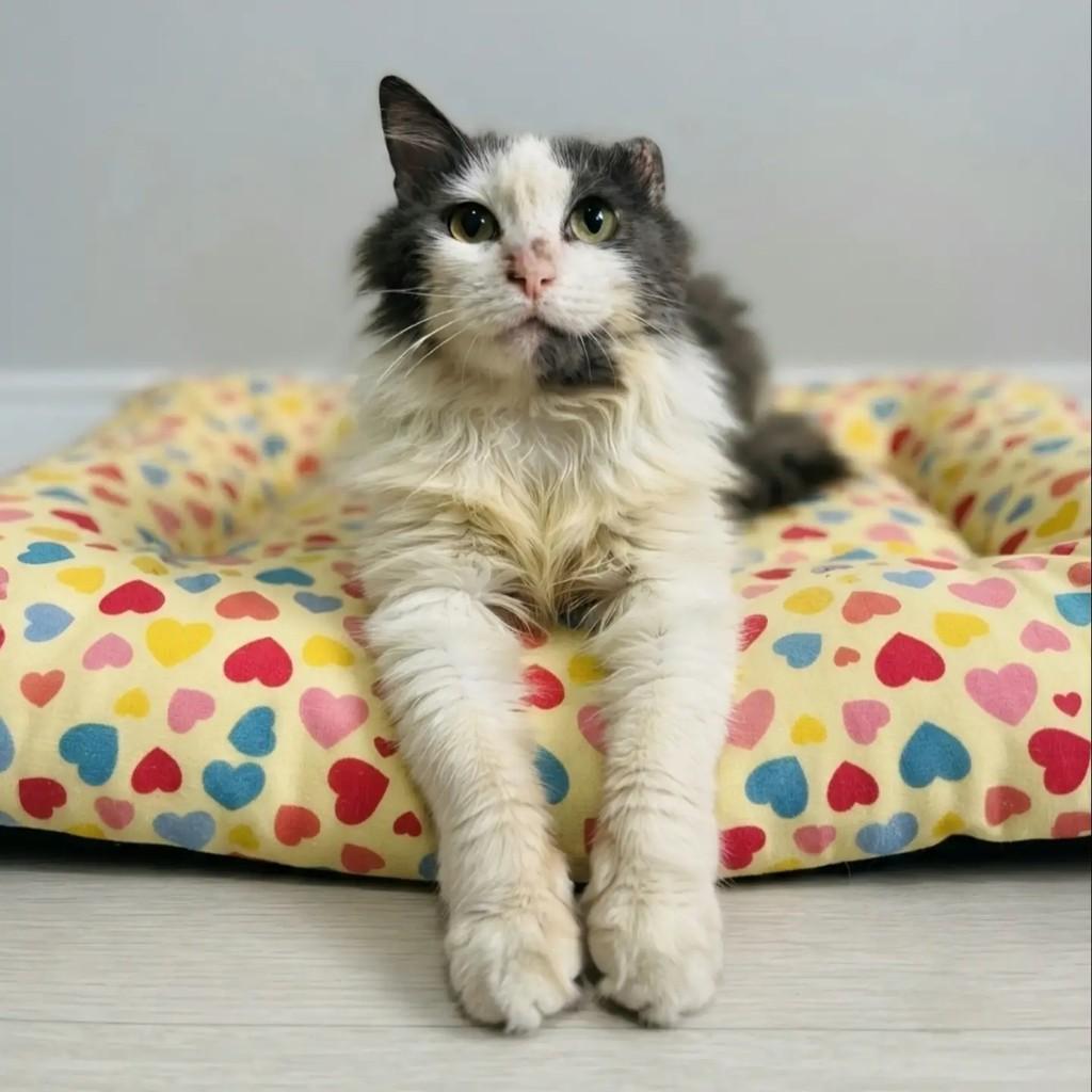 Magoo, gato de porte médio para adoção em Rio de Janeiro - RJ — foto 5 de 7