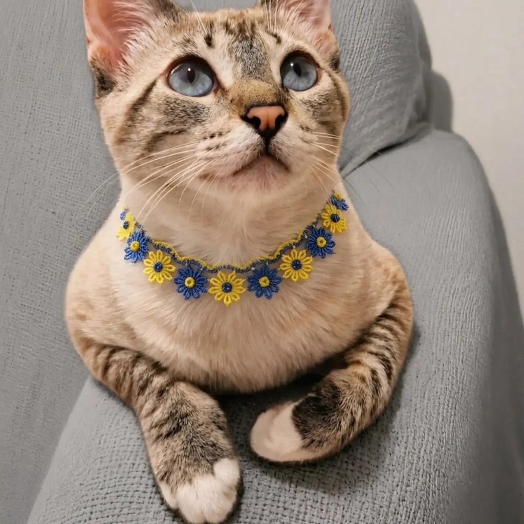 Manu, gata de porte pequeno para adoção em Rio de Janeiro - RJ — foto 5 de 10