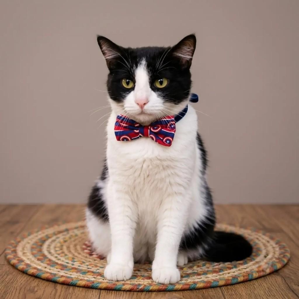 Gianni, gato de porte médio para adoção em Rio de Janeiro - RJ