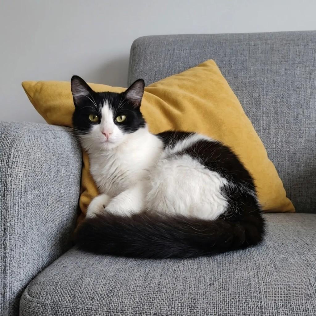 Gianni, gato de porte médio para adoção em Rio de Janeiro - RJ — foto 2 de 10