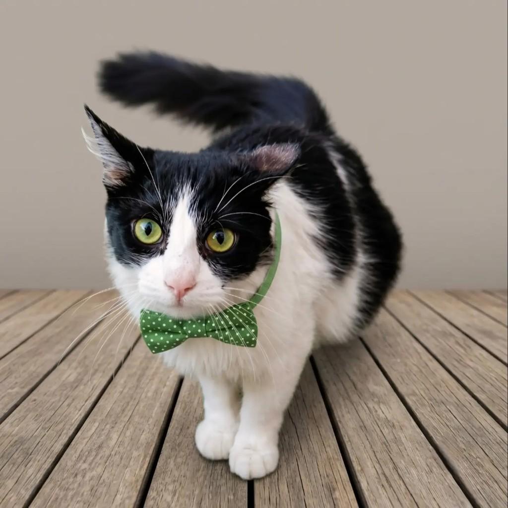 Gianni, gato de porte médio para adoção em Rio de Janeiro - RJ — foto 3 de 10