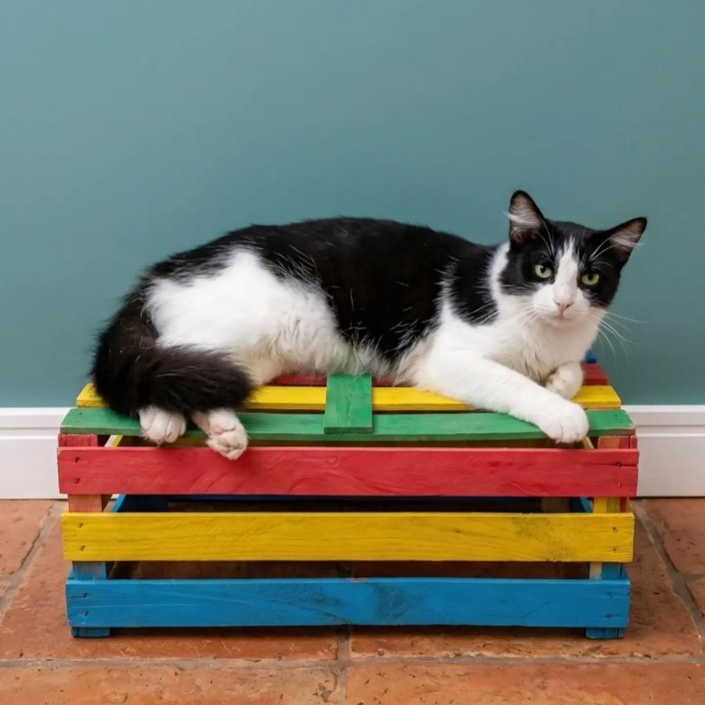 Gianni, gato de porte médio para adoção em Rio de Janeiro - RJ — foto 4 de 10