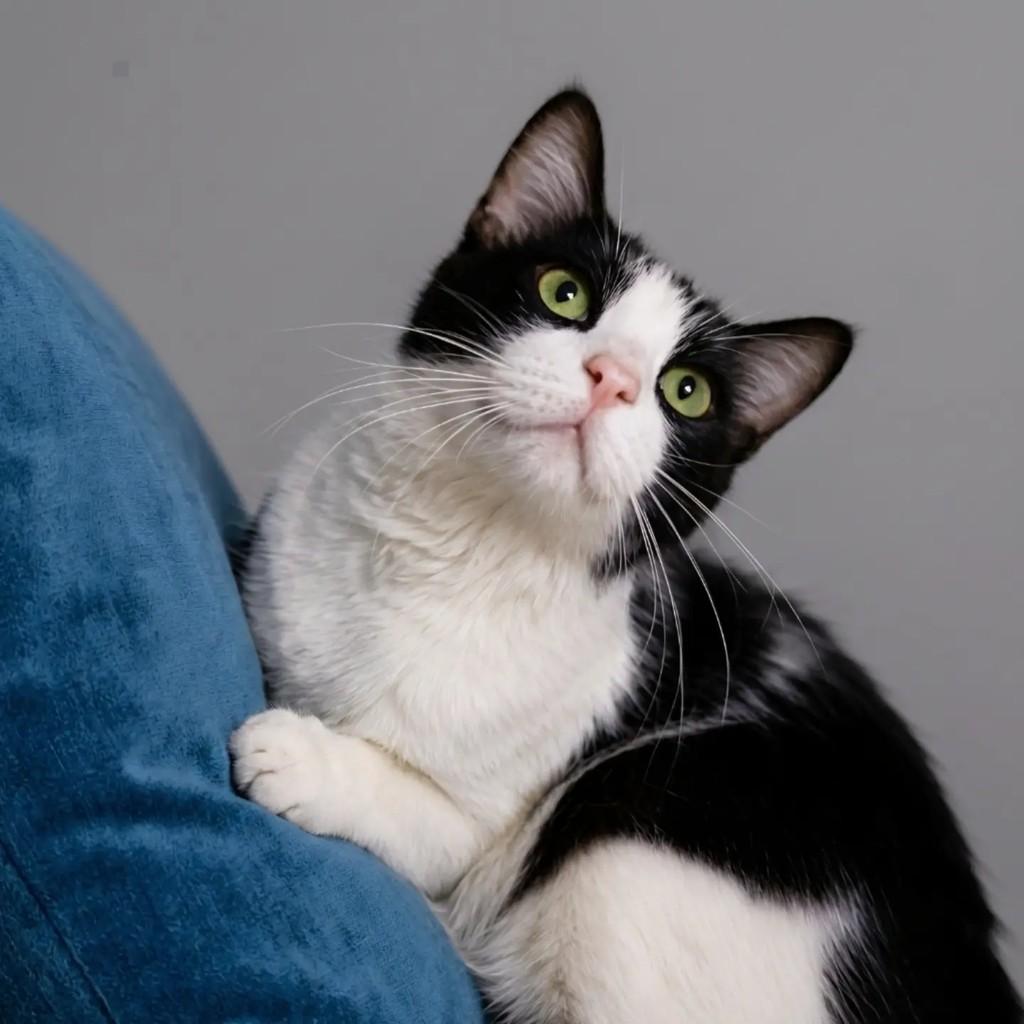 Gianni, gato de porte médio para adoção em Rio de Janeiro - RJ — foto 5 de 10