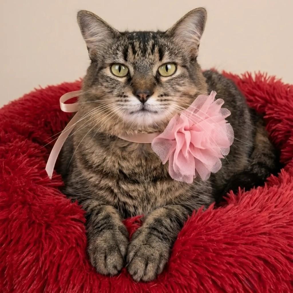 Belinha, gato de porte médio para adoção em Rio de Janeiro - RJ