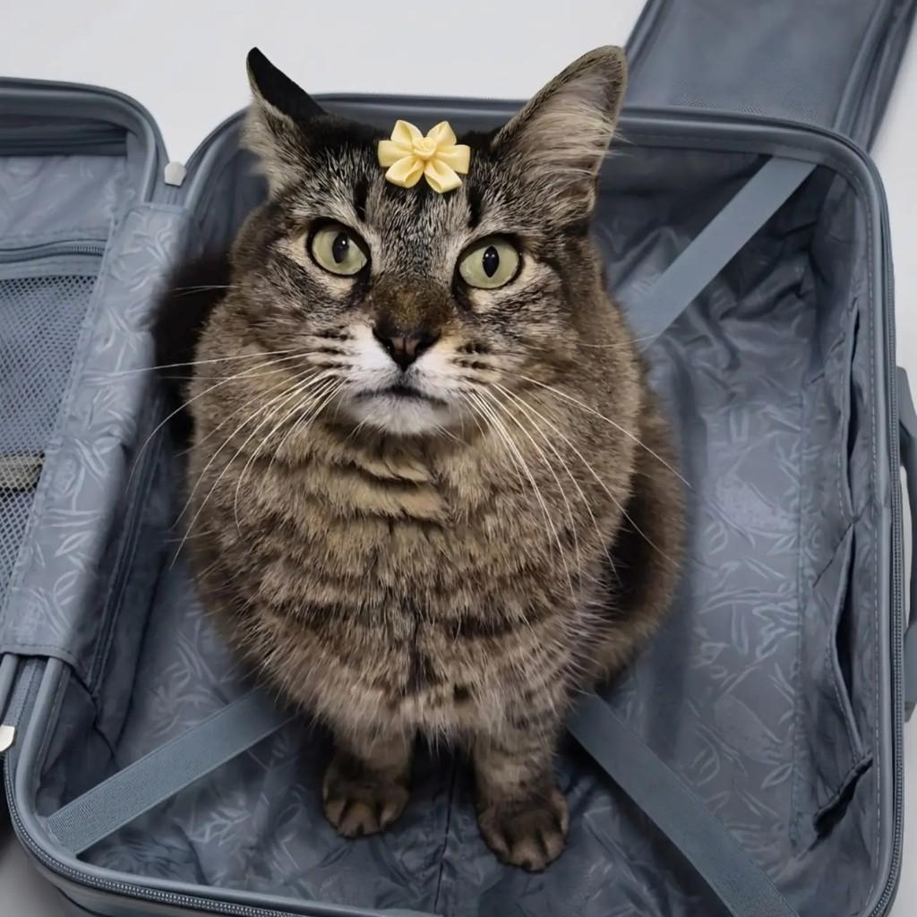 Belinha, gato de porte médio para adoção em Rio de Janeiro - RJ — foto 2 de 12