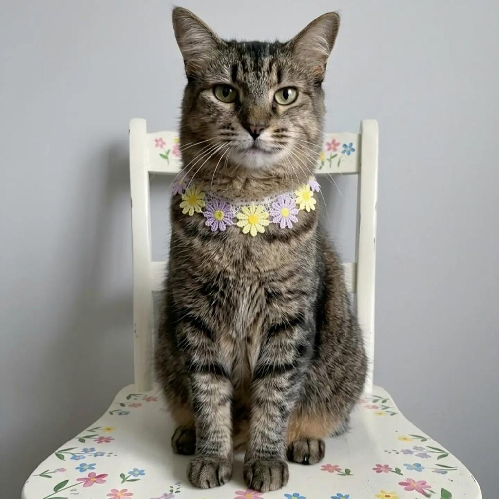 Belinha, gato de porte médio para adoção em Rio de Janeiro - RJ — foto 3 de 12