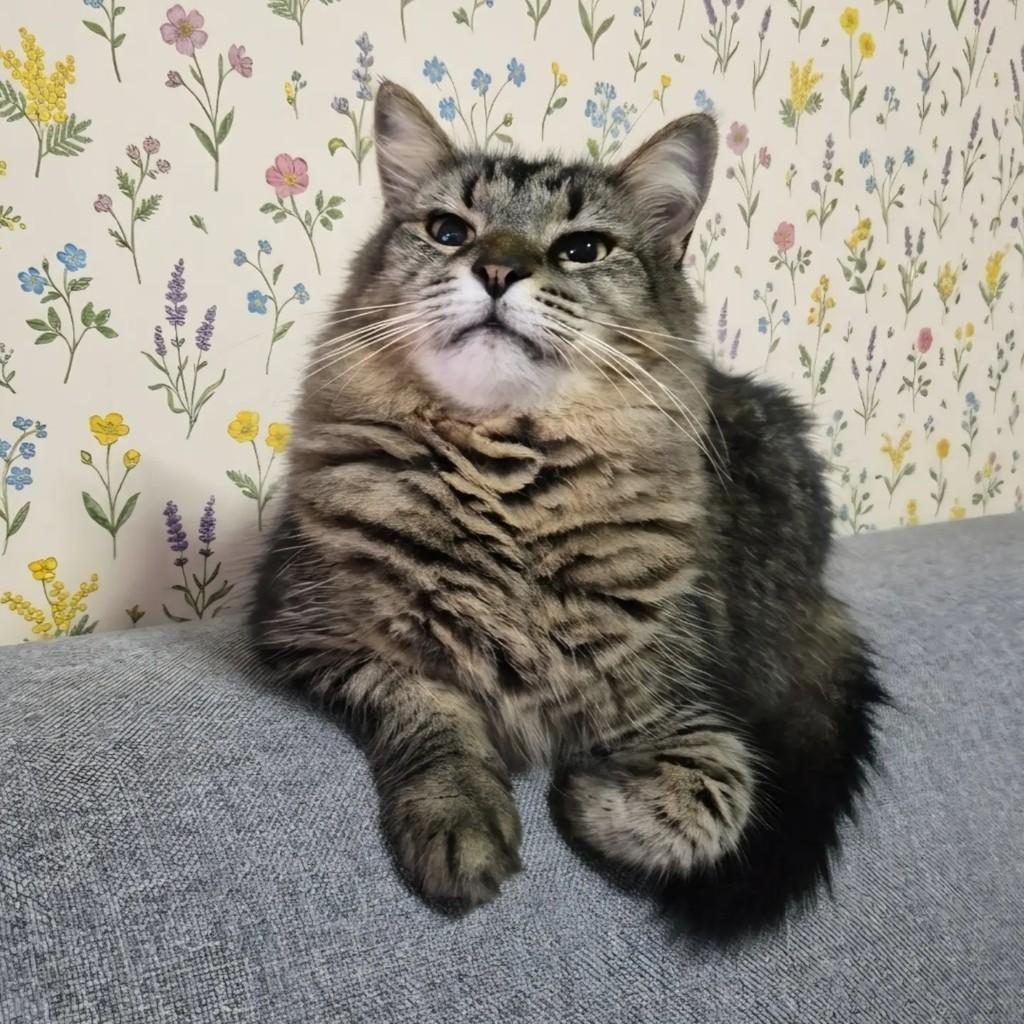 Belinha, gato de porte médio para adoção em Rio de Janeiro - RJ — foto 4 de 12