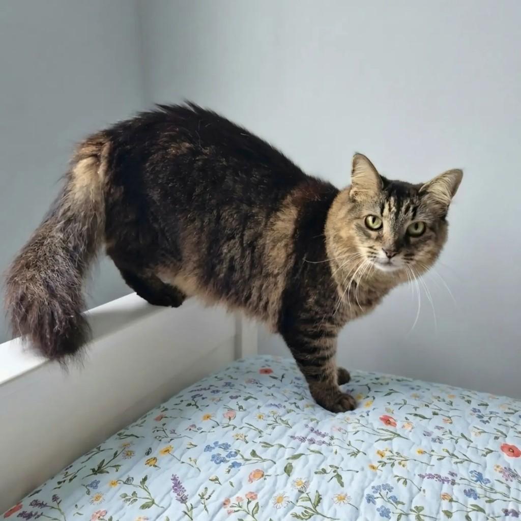 Belinha, gato de porte médio para adoção em Rio de Janeiro - RJ — foto 5 de 12